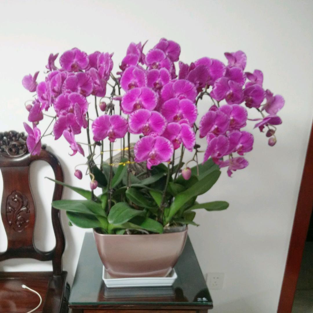 烤面筋.《一个达不刘》