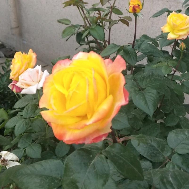 红霞