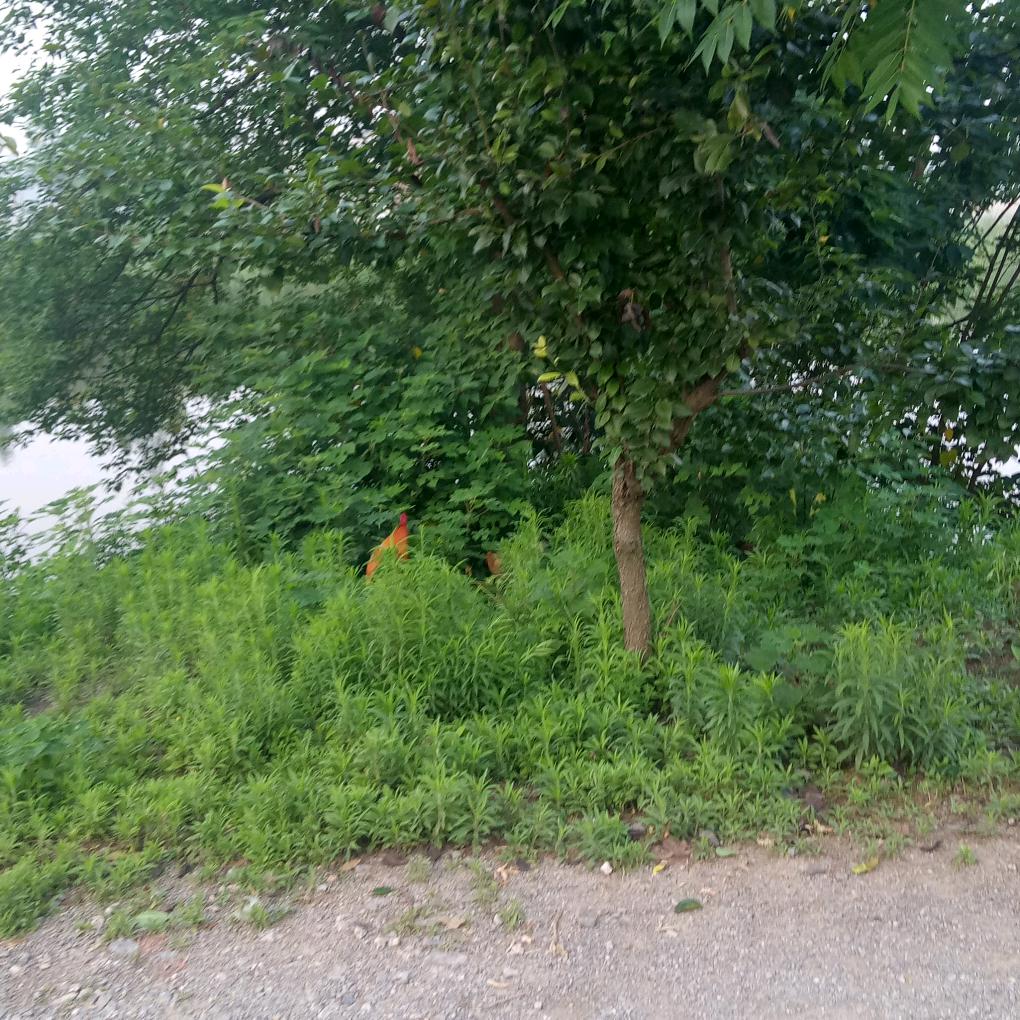 秋风丿，丶：、\义孞〇叶孞