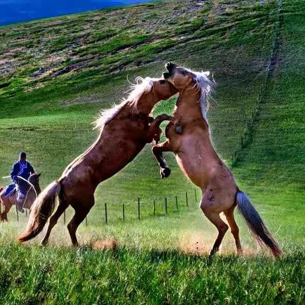 千里马🐴