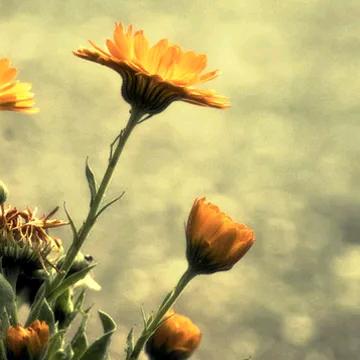 一米阳光🌻