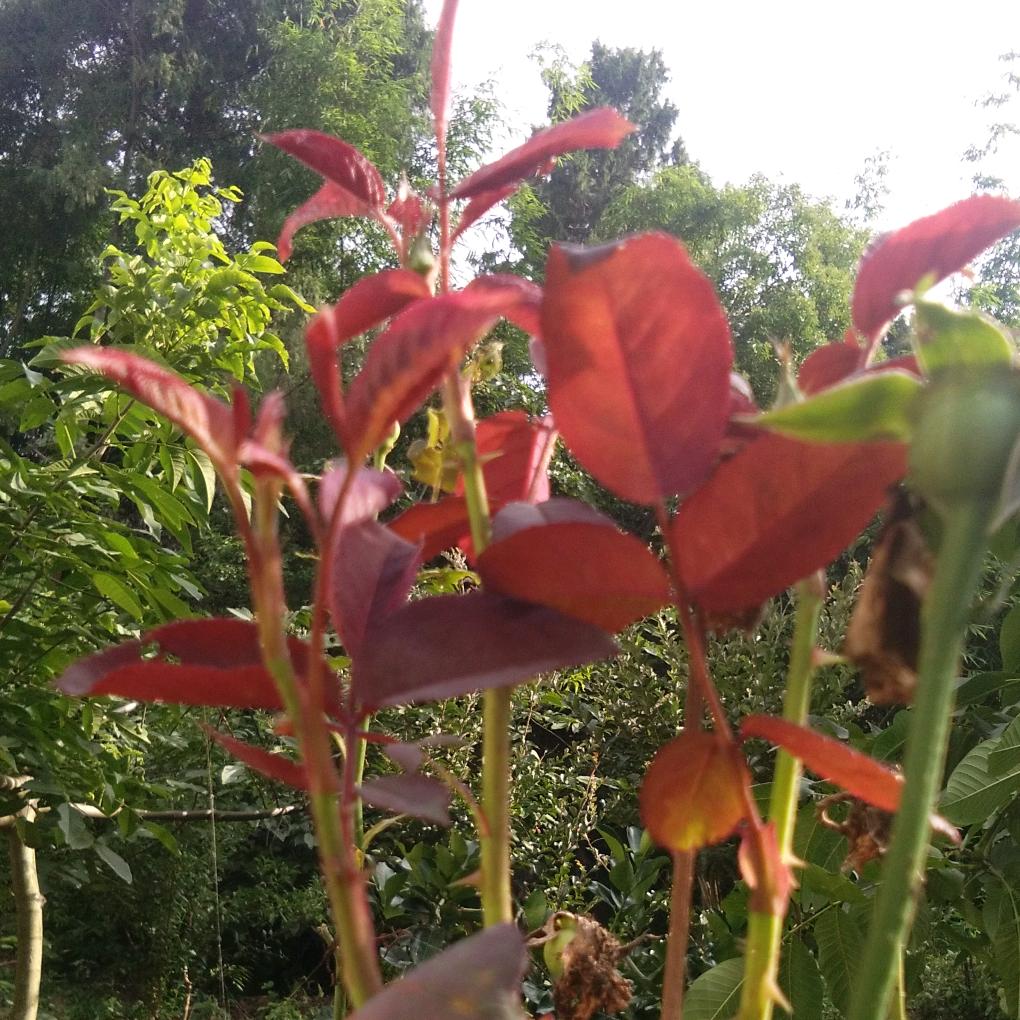 一生只爱你一个