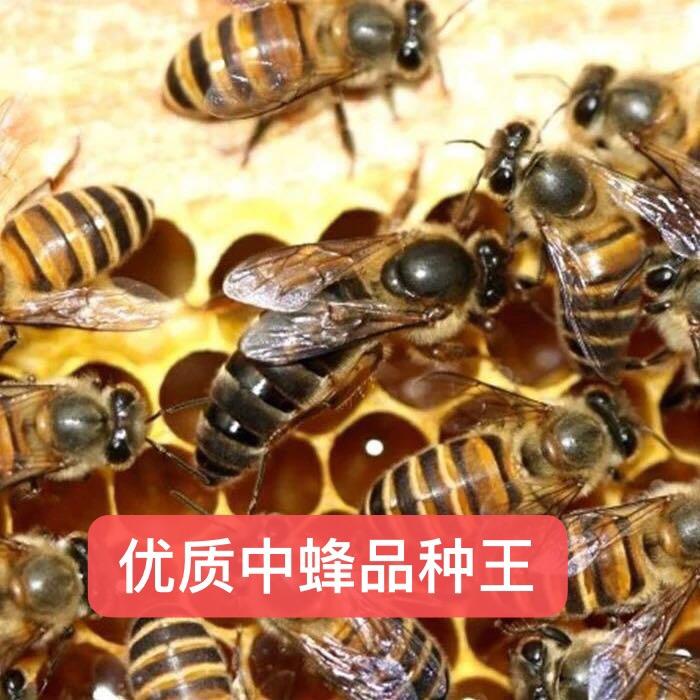 《中蜂百货店》