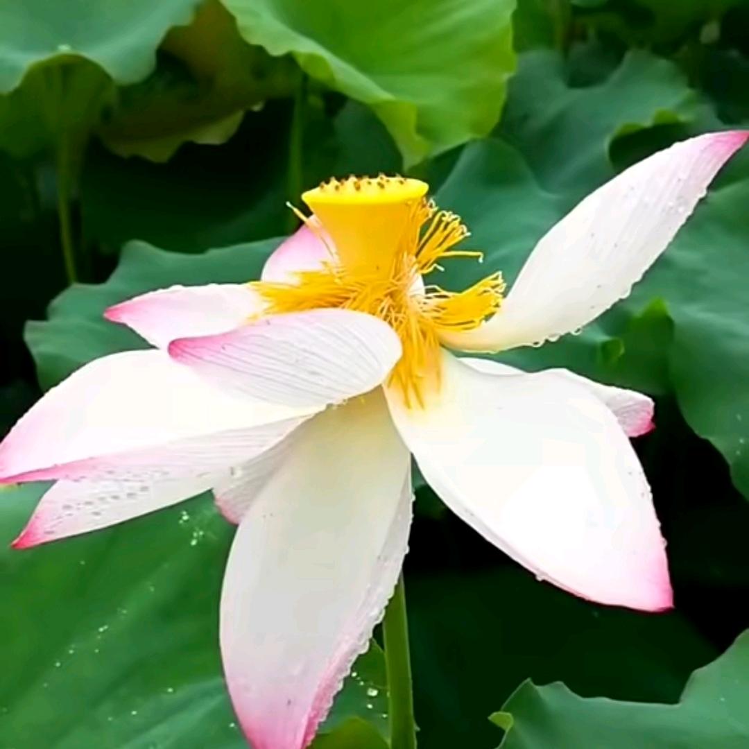 雲梦泽