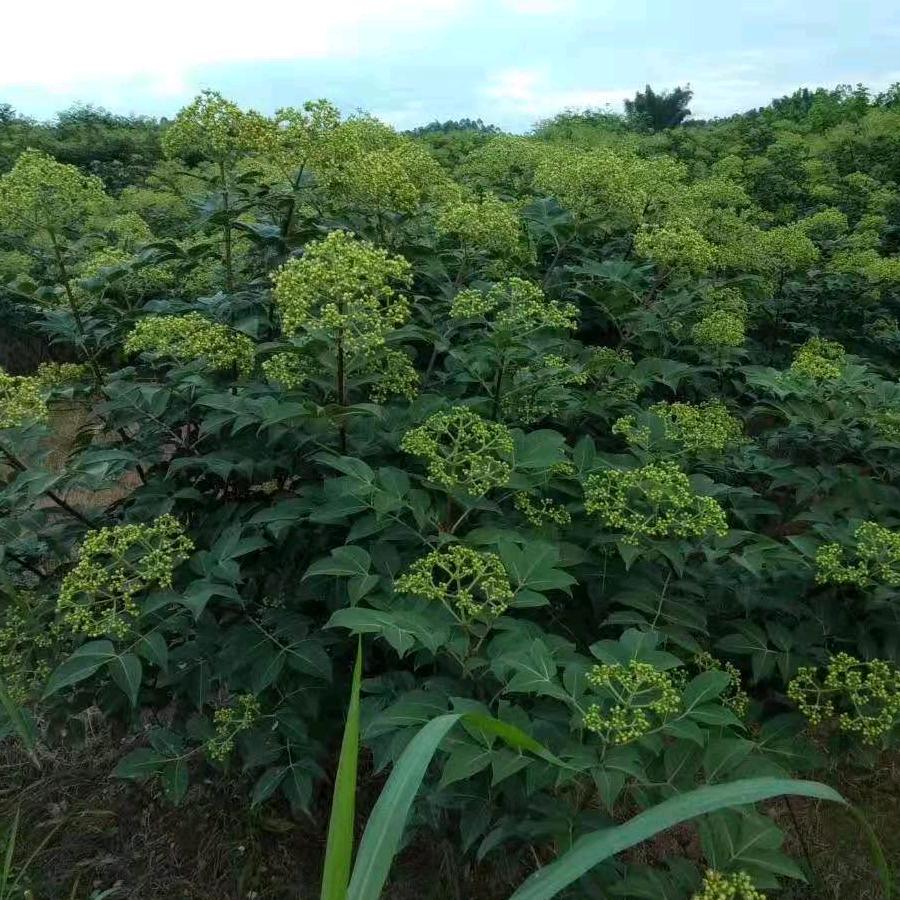 中花吴茱萸苗茶辣苗