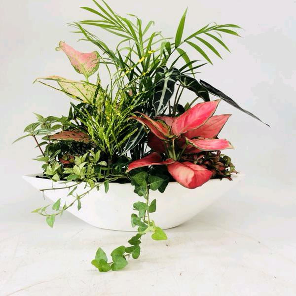 绿植租摆
