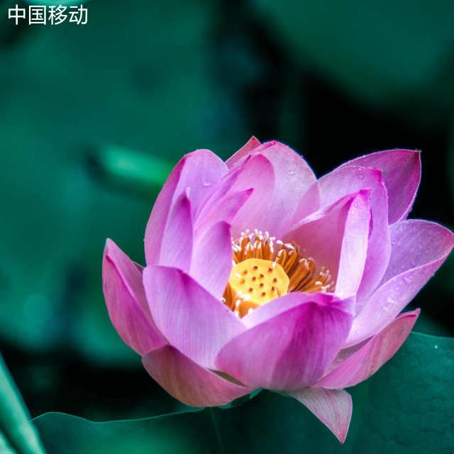 知足常乐😄😄😄