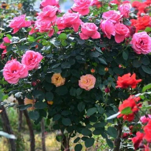 花菲花🌹月季