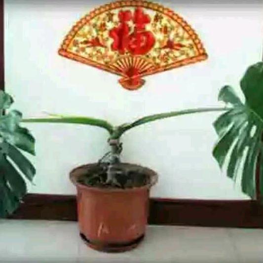 茉莉香茶