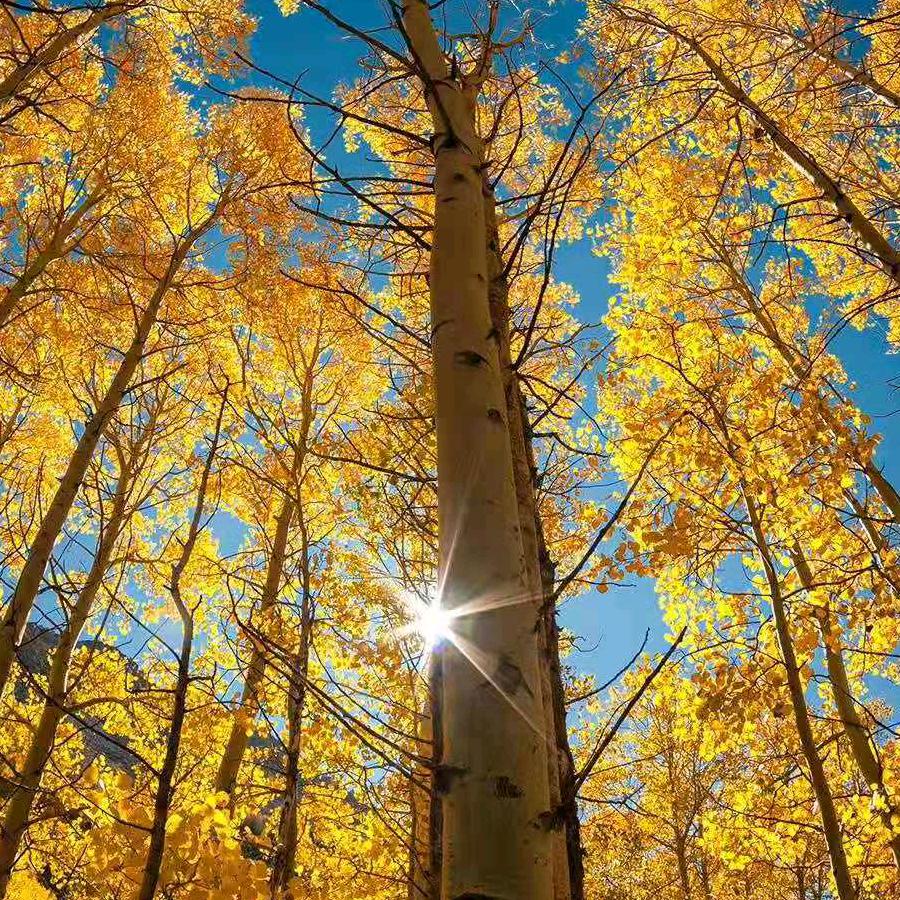 🎸我心永恒🎸