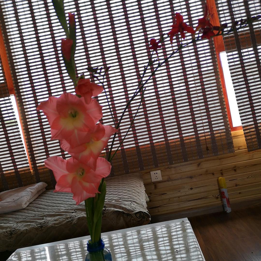 泉顺绿化地被花镜观赏草（主营水生植物