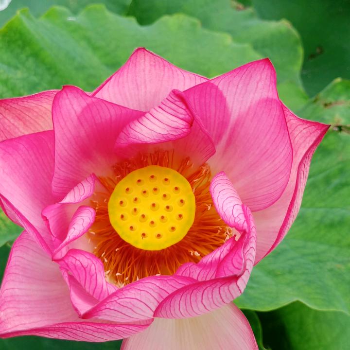 莲子