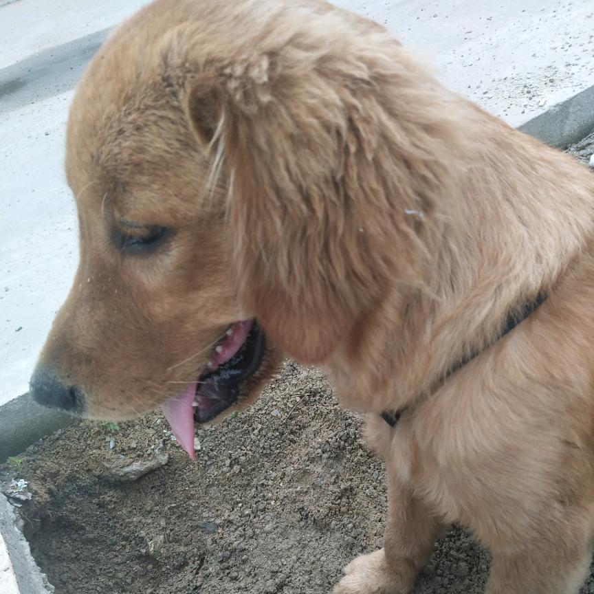 噹噹