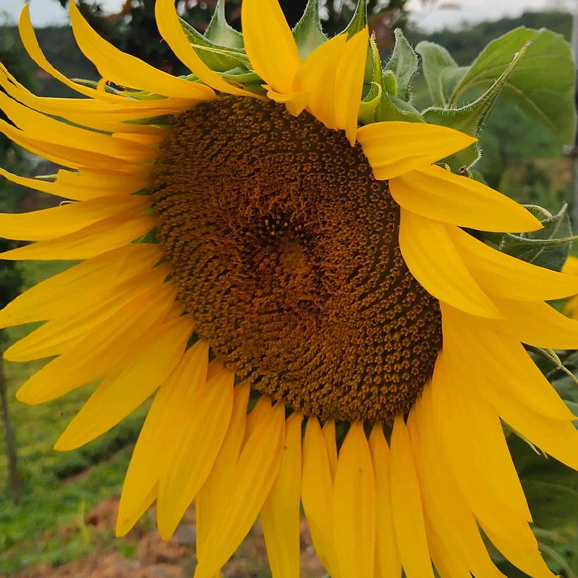 竹，外地媳妇儿本地郎