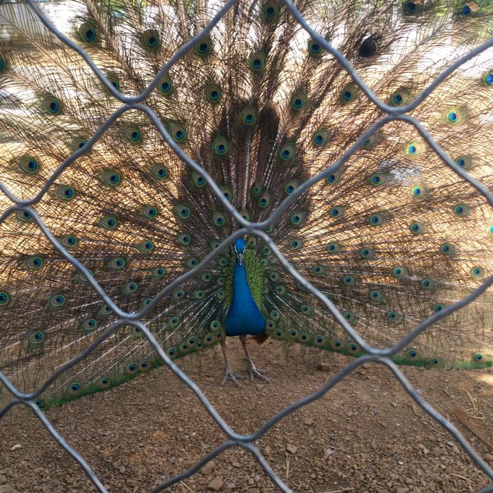 段哥果木烧烤溜达串