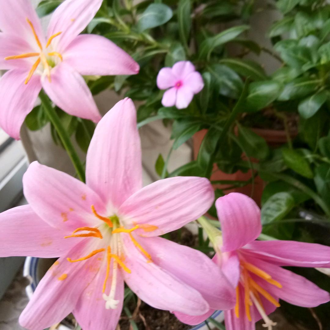 东侠
