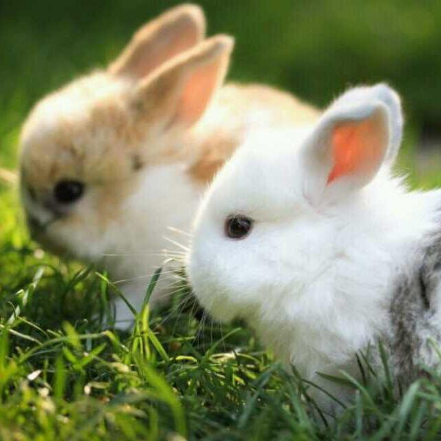 土豆味的银杏花、