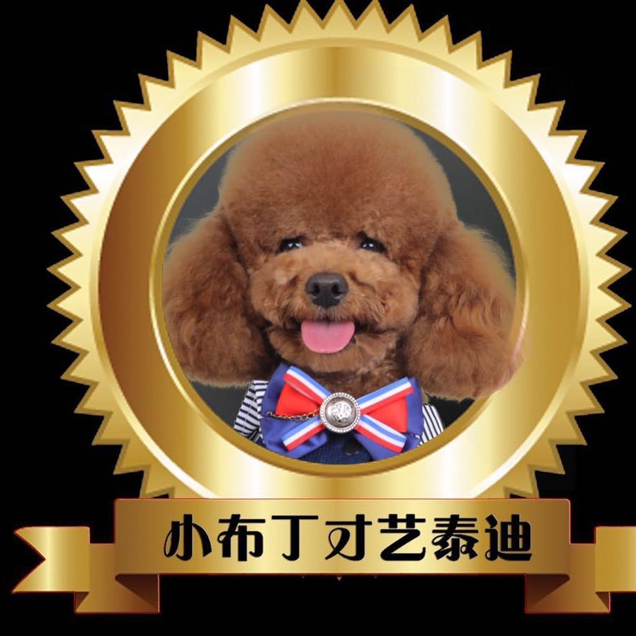 小布丁（才艺泰迪)
