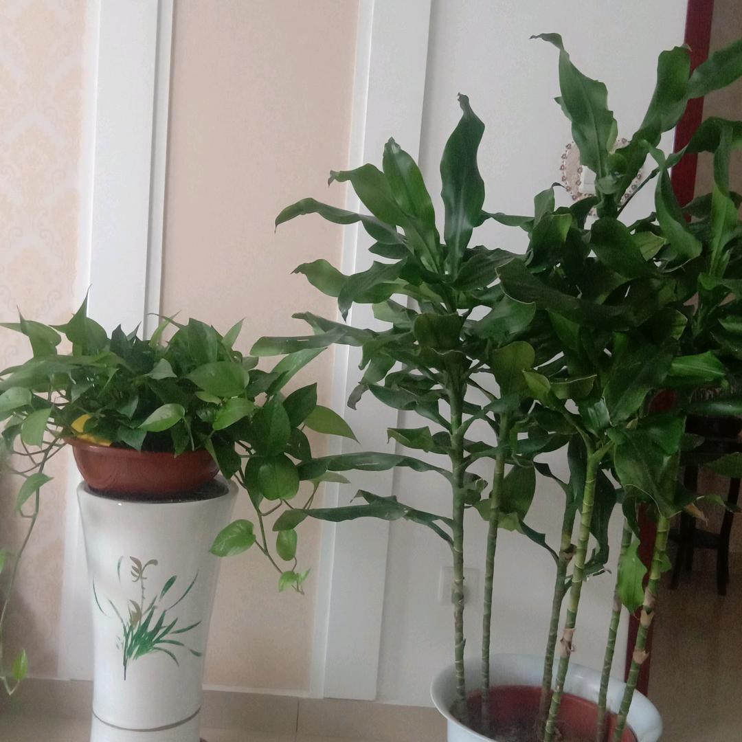 。刺槐火炬香花槐