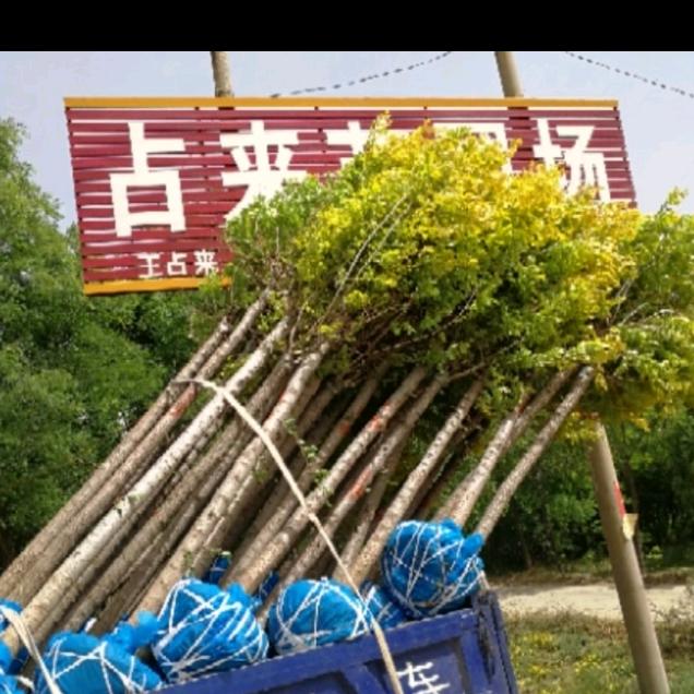 占来苗圃场