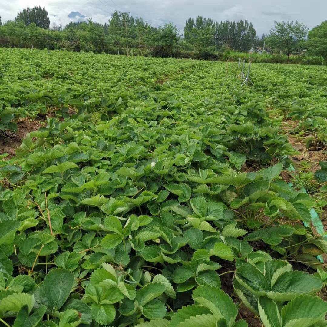 陕西硕田农业有限公司—佳佳