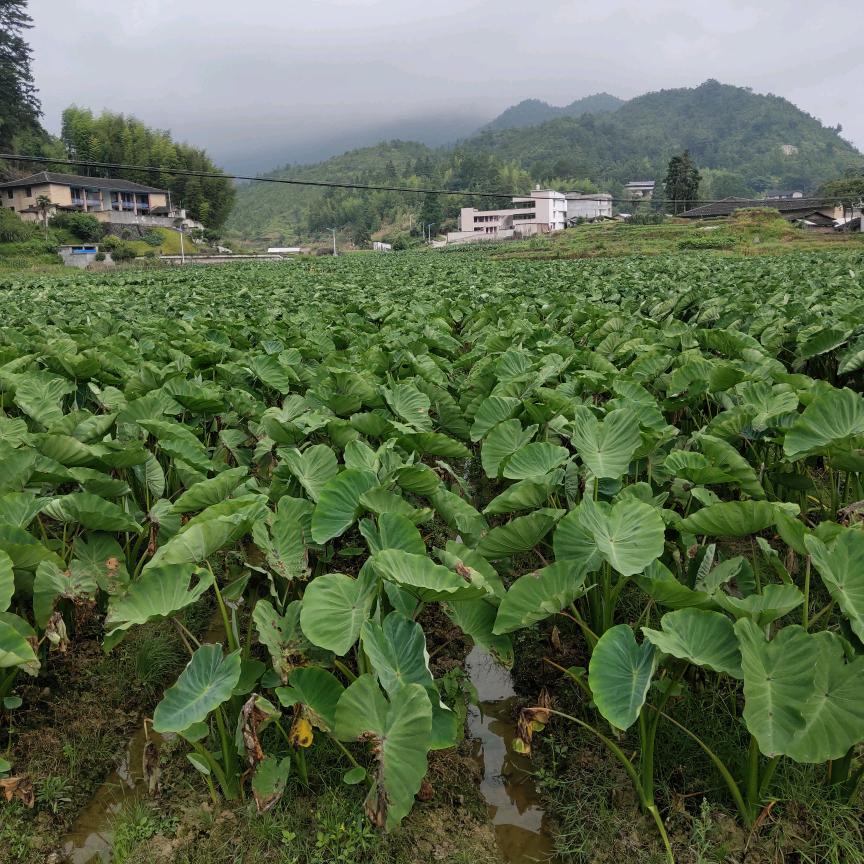 zheng