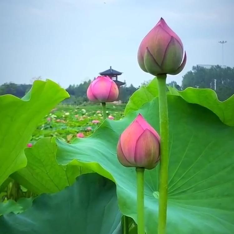 吉祥三宝