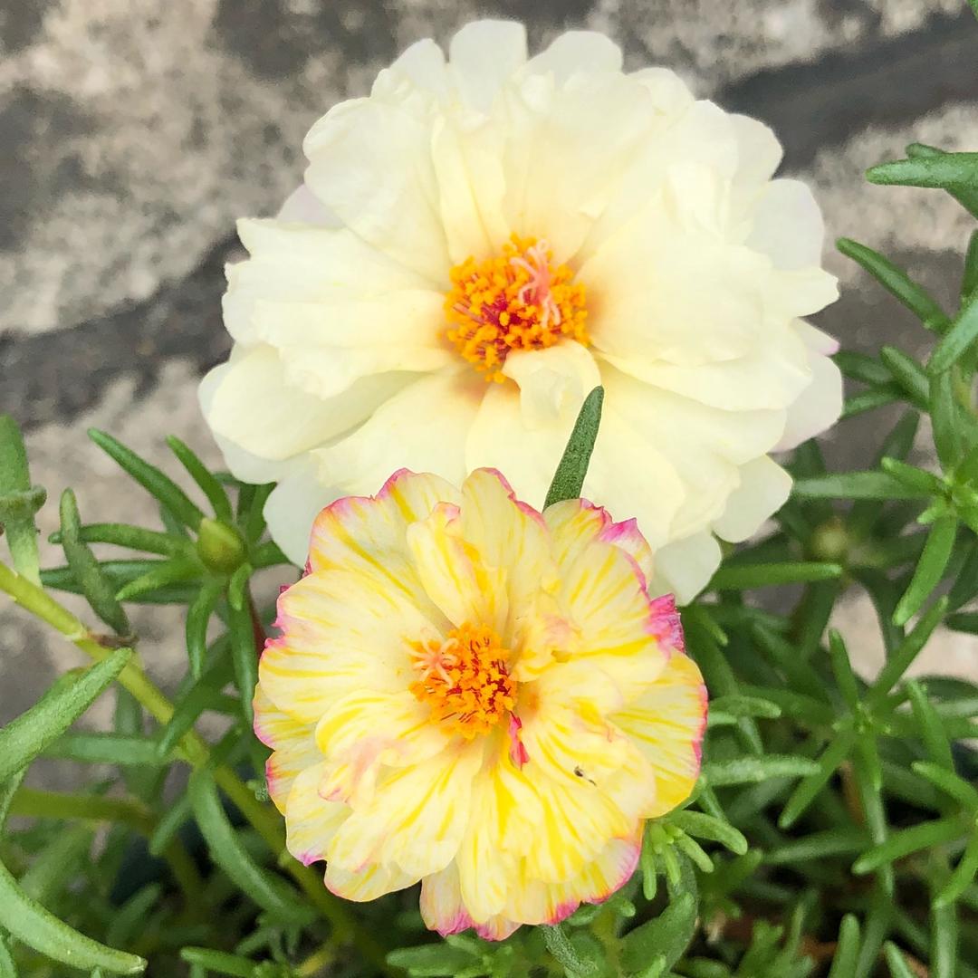 💐. 张小乐.💐