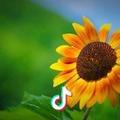 王颖²º²⁵ 🌻