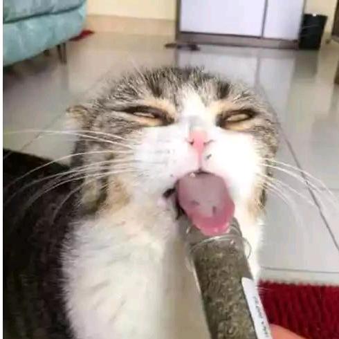 橘猫大大大