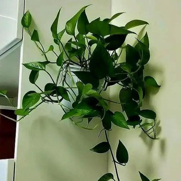 梦宇