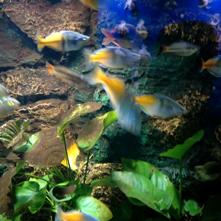 梦缘