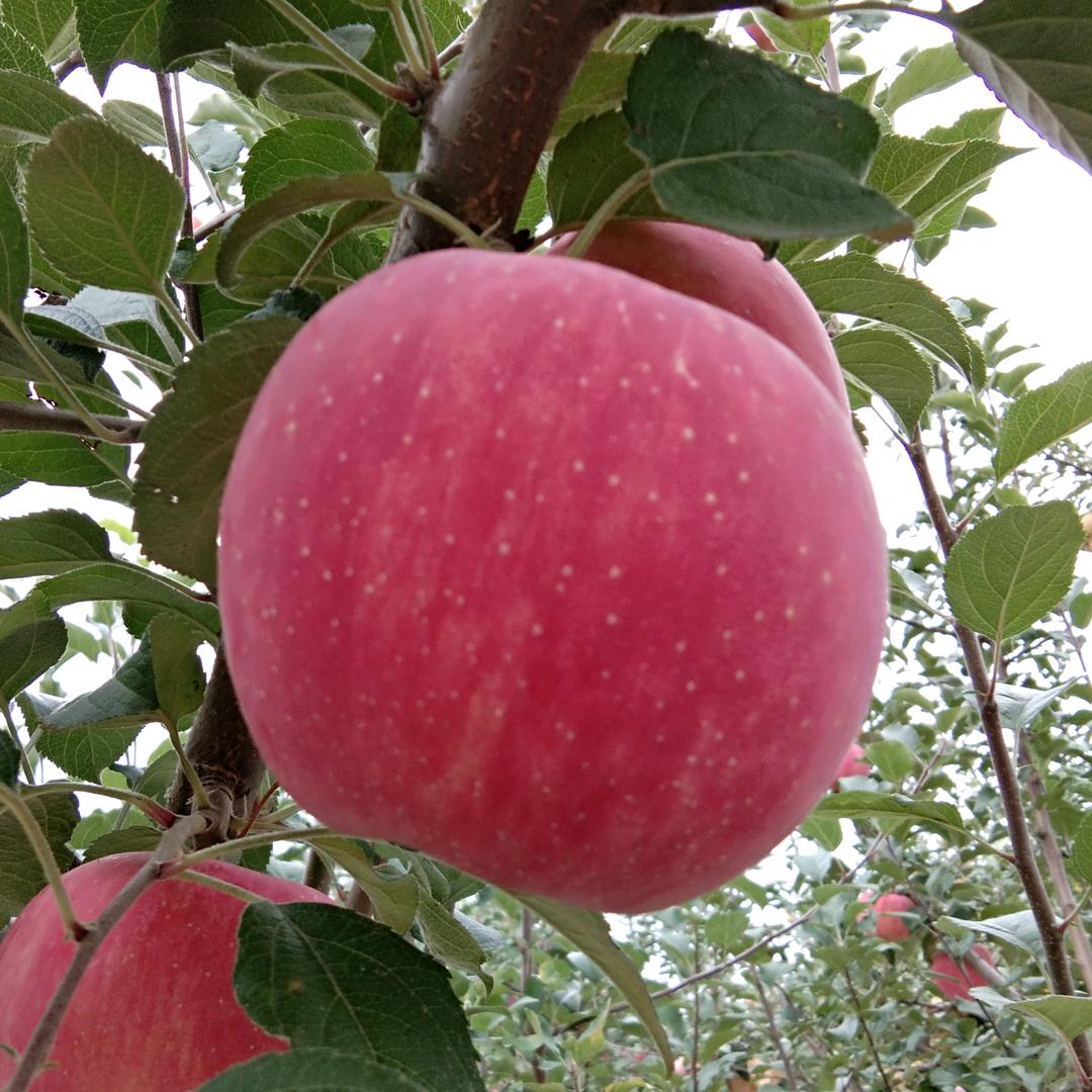 好美的洛川🍎