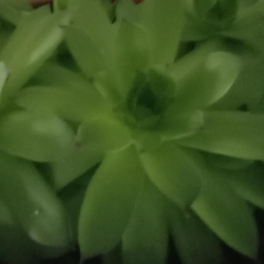 红.