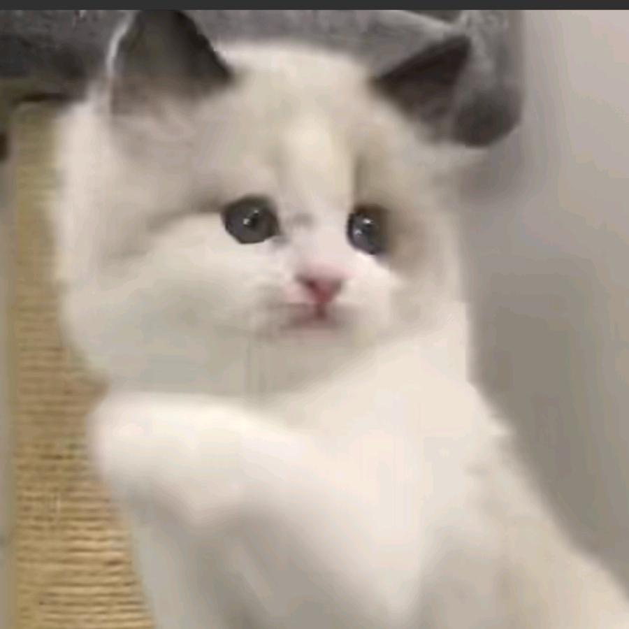 银银犬舍🐱🐱