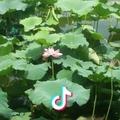 阳光小草