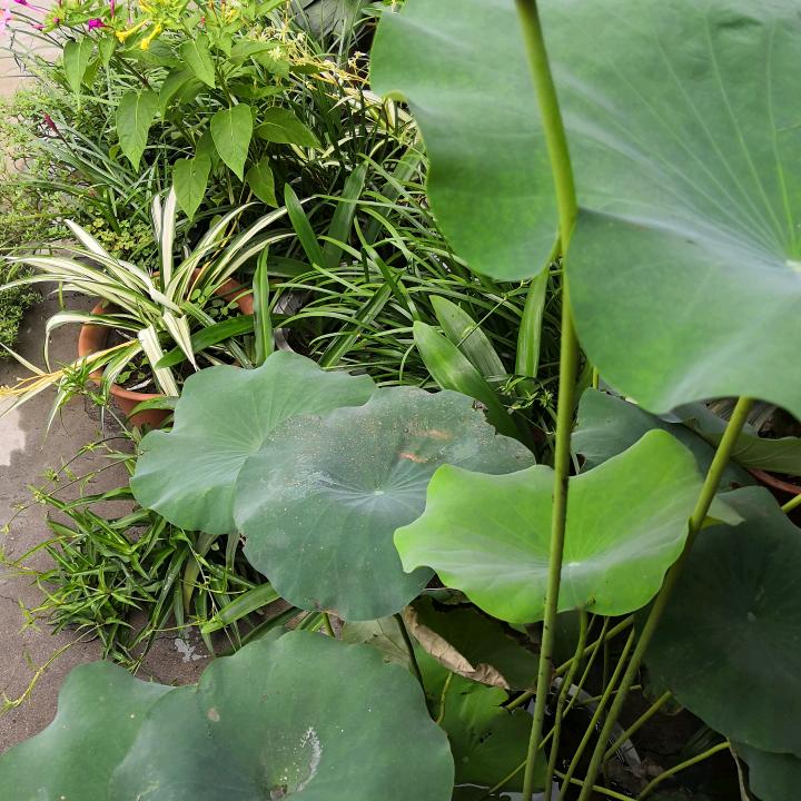 雨铮