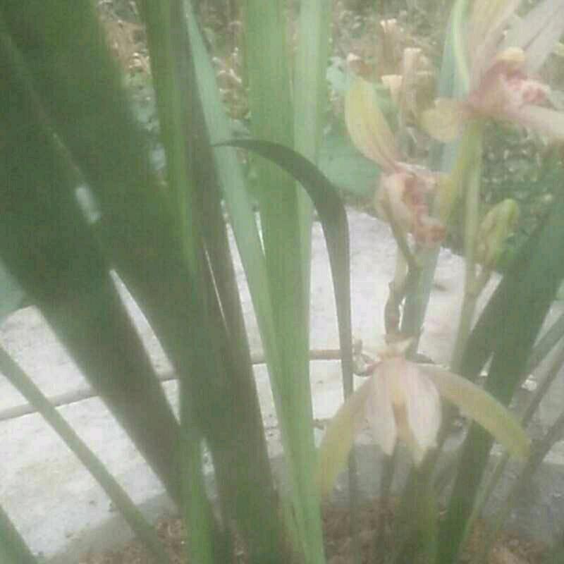 执着