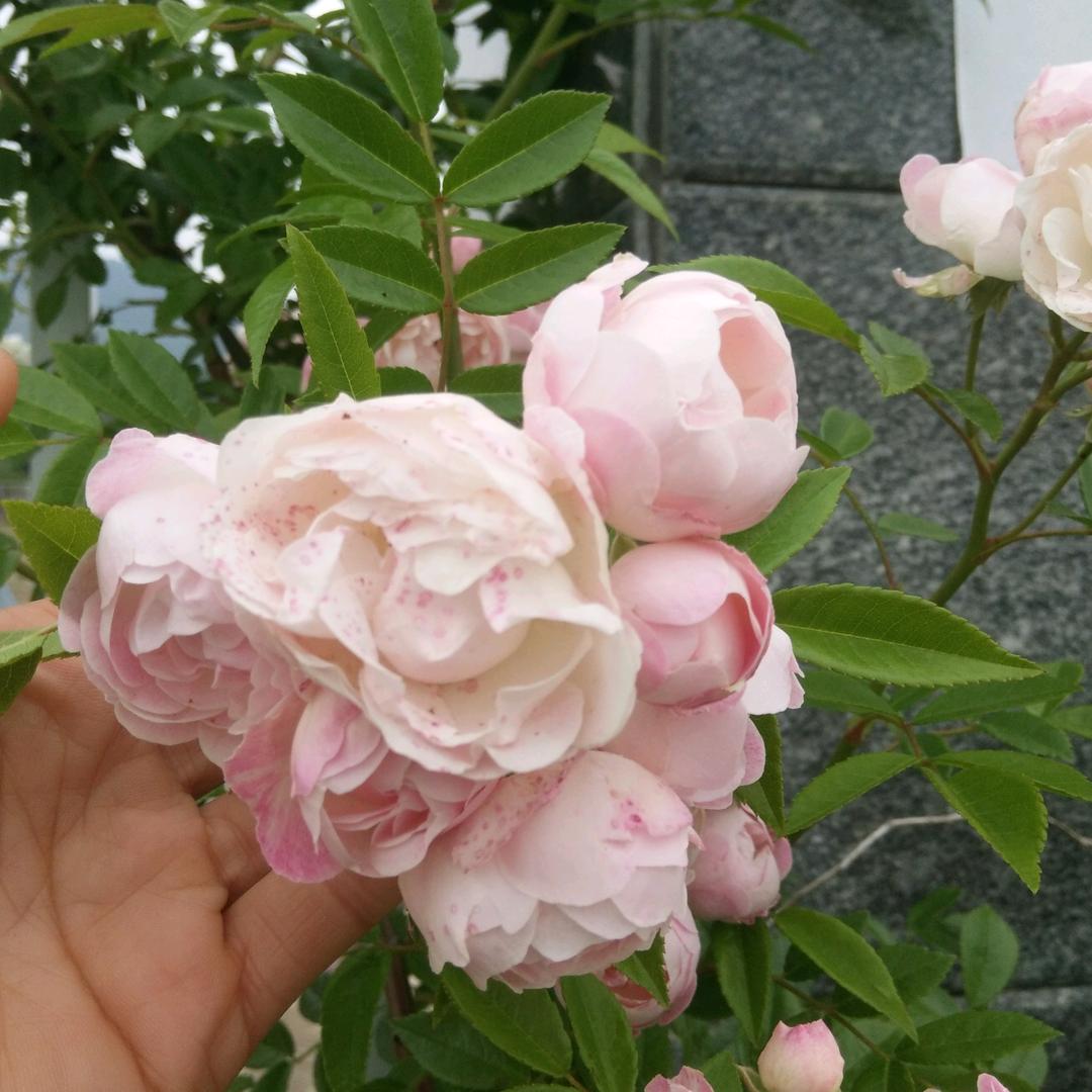 🍀芳🍀