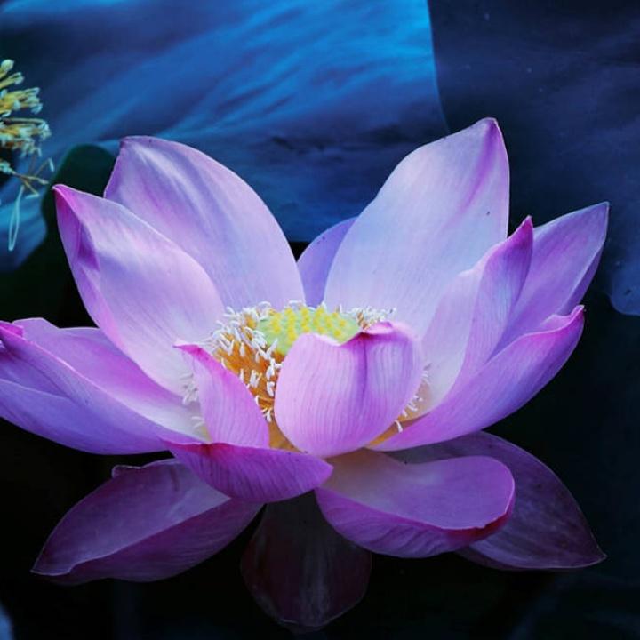 愿一切作酒一饮消愁