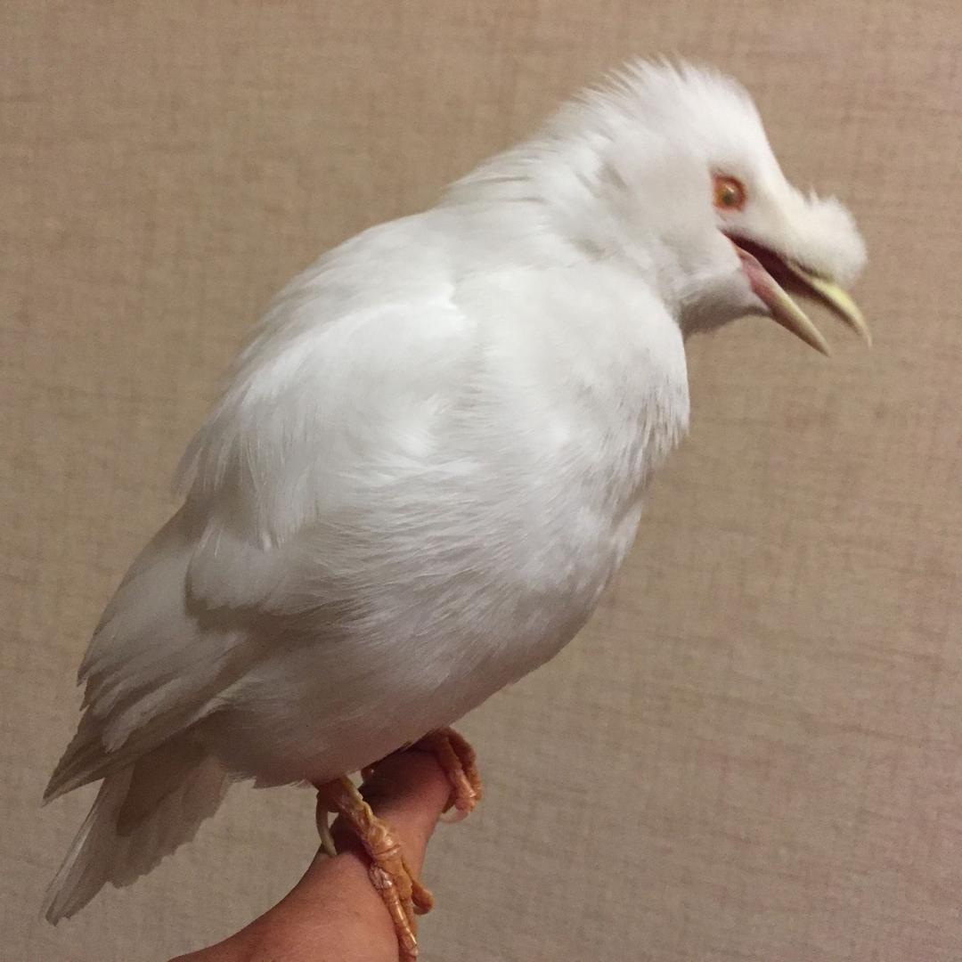 开州鸟语林