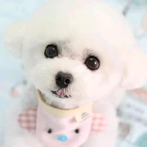 🍀不哭不闹的红