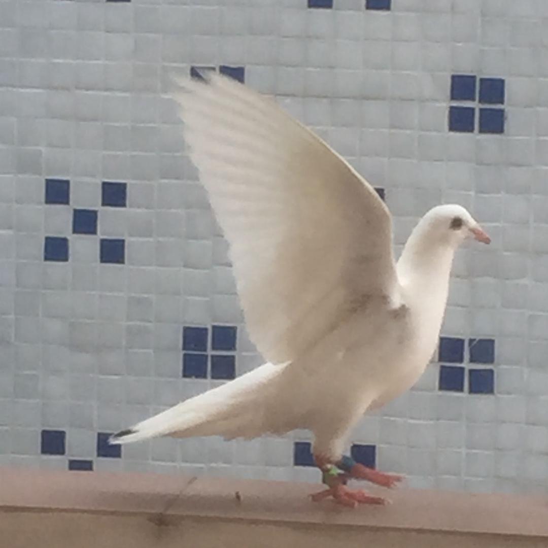 三角陈