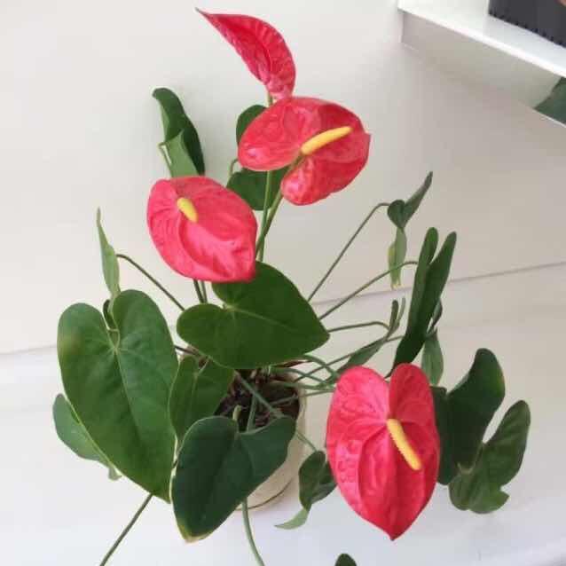 玉
