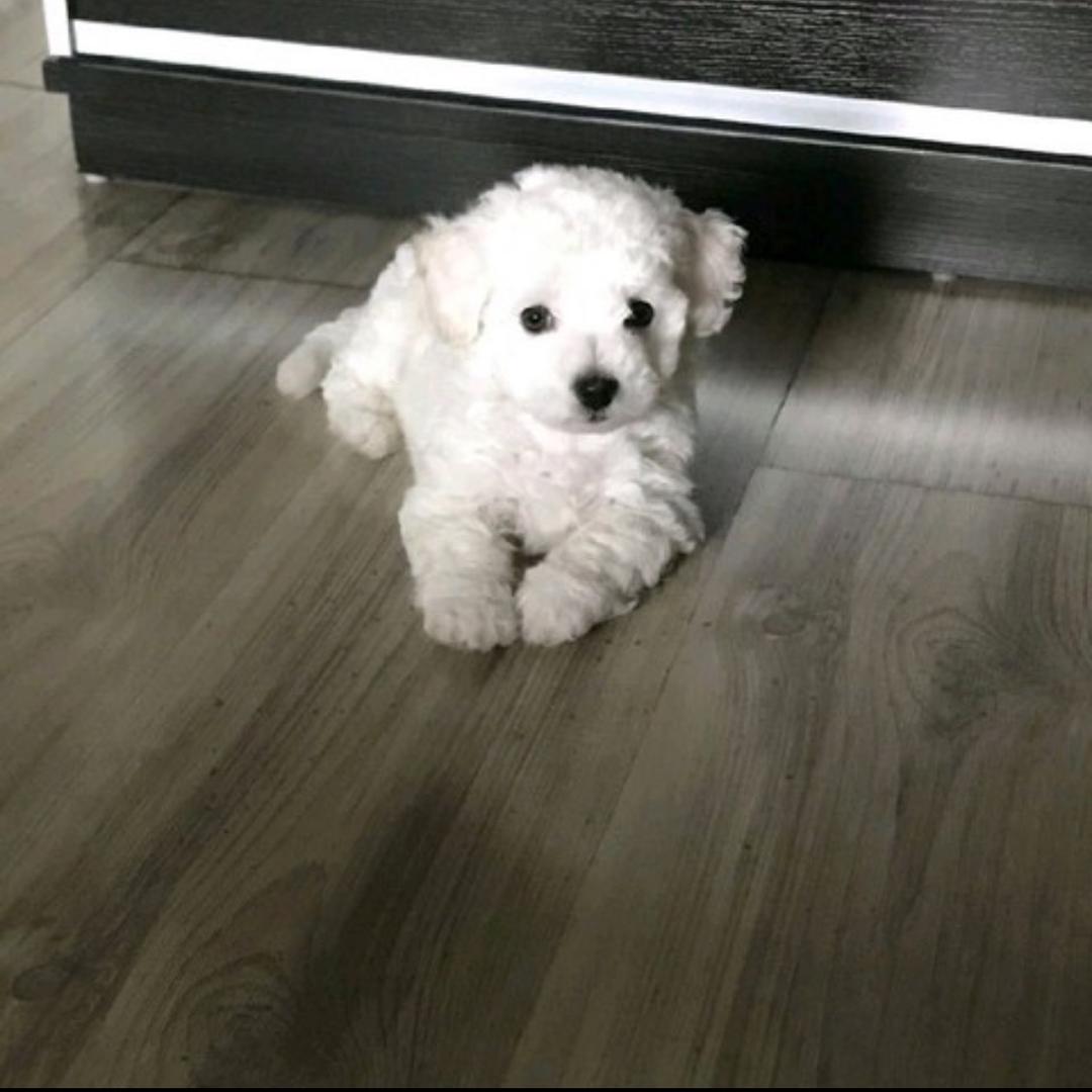 🐶多多