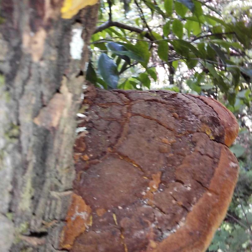 桑树桑黄灵芝购销