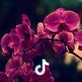 蘭熏桂馥