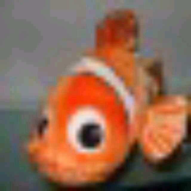 不会摄影的小丑鱼