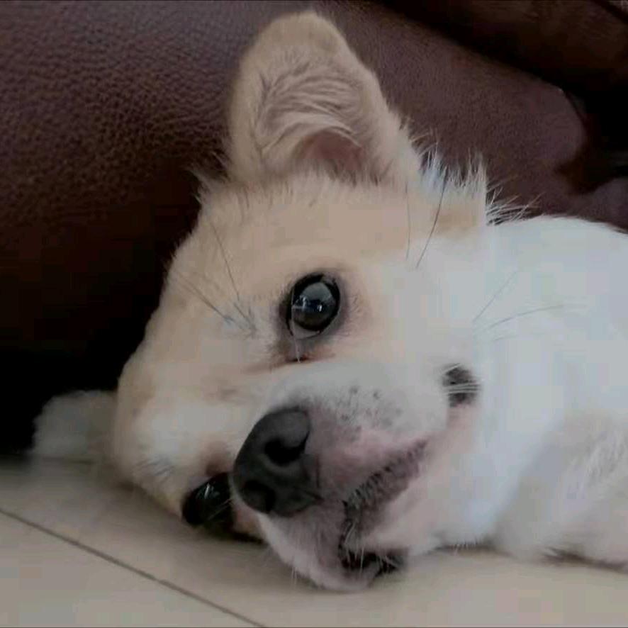 眉清目秀一只汪