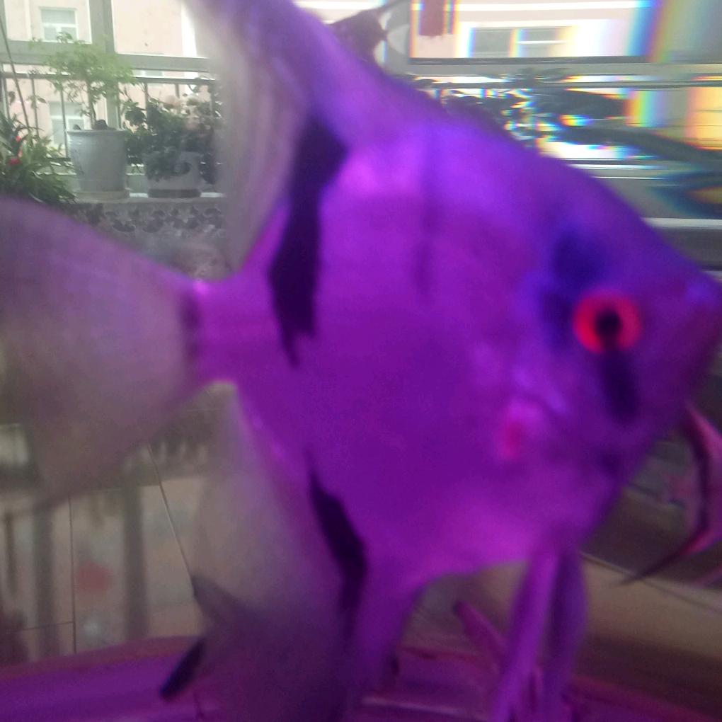 浪子